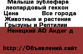 Малыши эублефара ( леопардовый геккон) › Цена ­ 1 500 - Все города Животные и растения » Грызуны и Рептилии   . Ненецкий АО,Андег д.